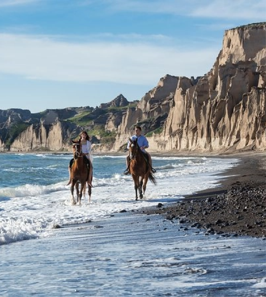 horses